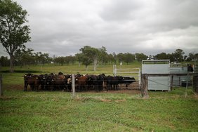 Image: C-Lock Inc. expands global footprint with launch of C-Lock Australia