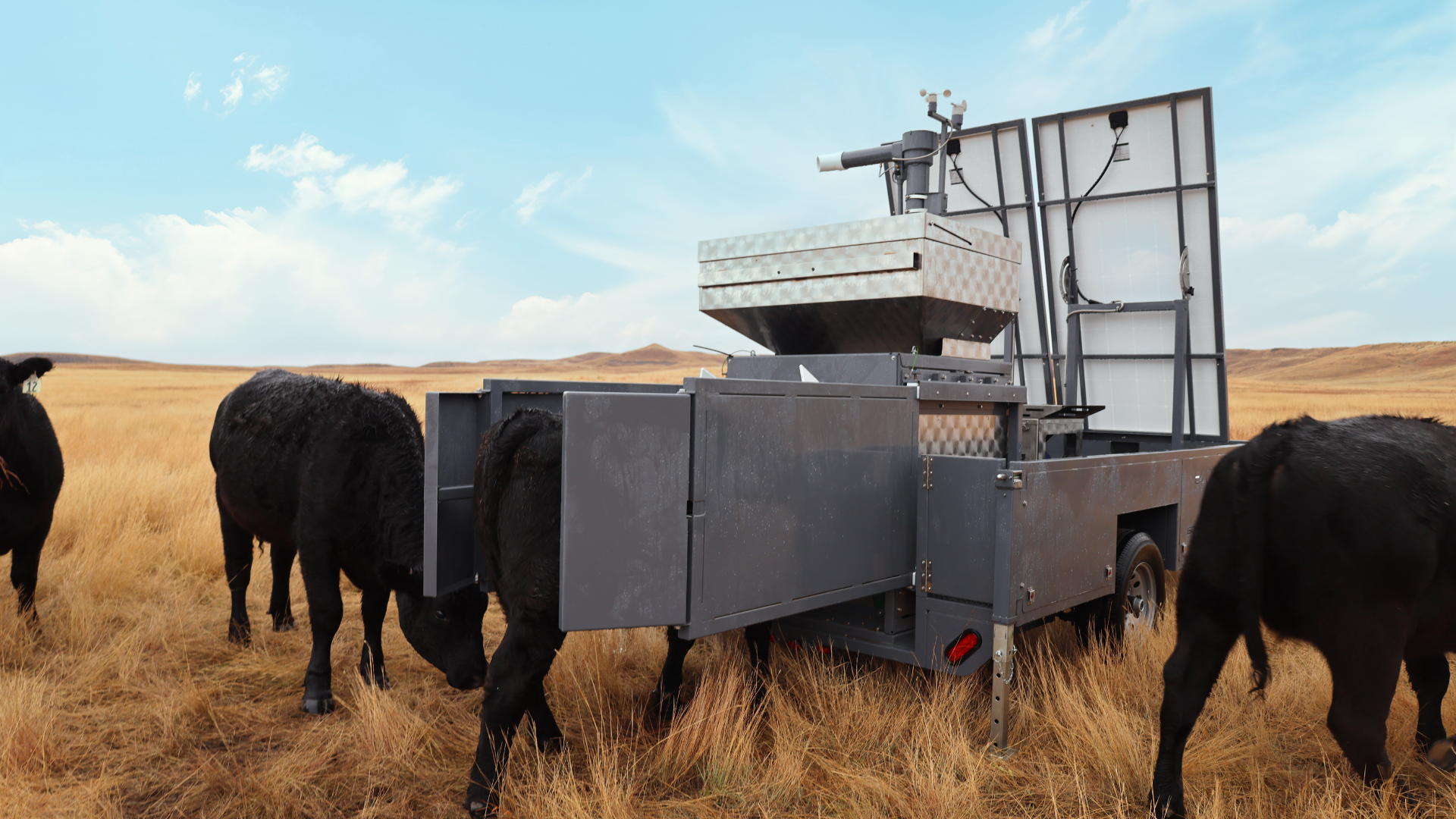 A GreenFeed unit measuring cattle emissions in pasture.