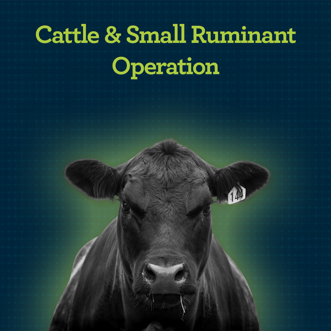 Learn More About Nutrition & Diet for Cattle & Small Ruminants